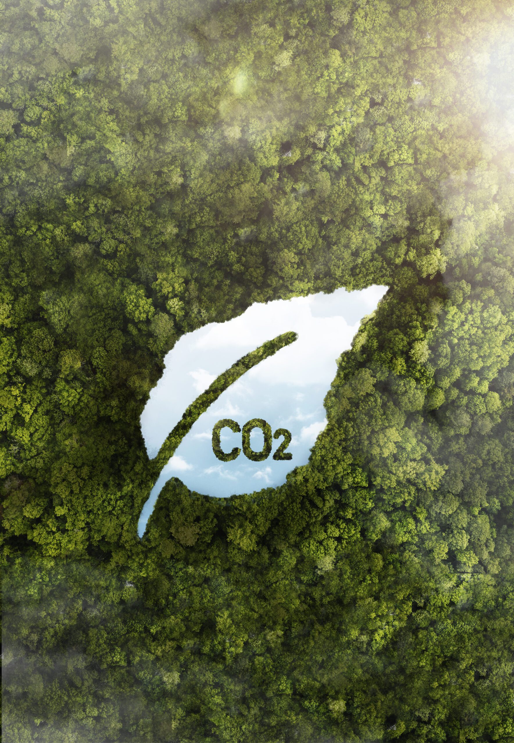 view-green-forest-trees-with-co2